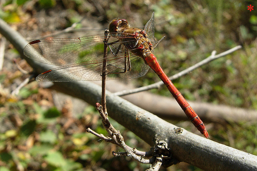 Tre Libelluidae